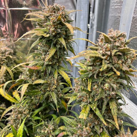 Wedding Glue Auto growlog timeline photo