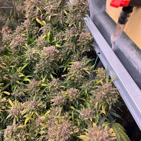 Wedding Glue Auto growlog timeline photo