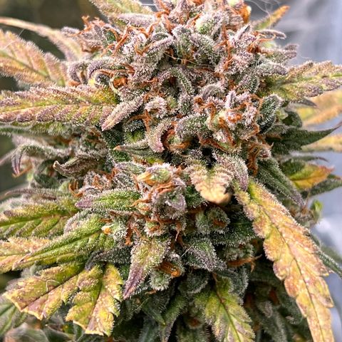 Wedding Glue Auto growlog timeline photo