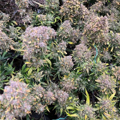 Hawaii Maui Waui Automatic growlog timeline photo