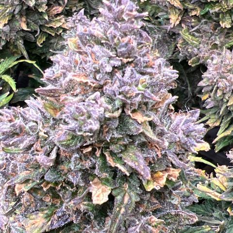 Hawaii Maui Waui Automatic growlog timeline photo