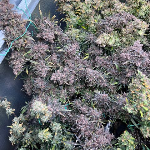Blueberry Kush Automatic growlog timeline photo