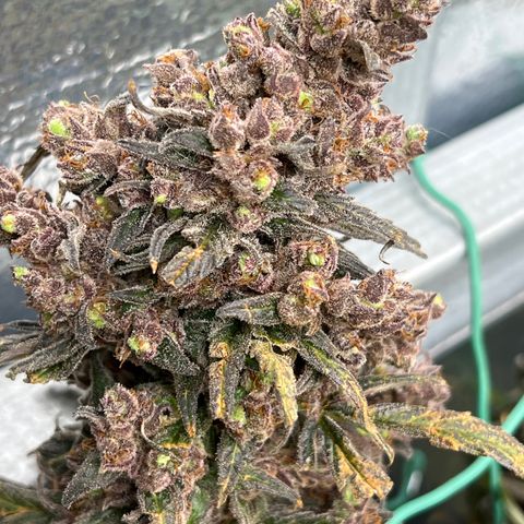 Blueberry Kush Automatic growlog timeline photo
