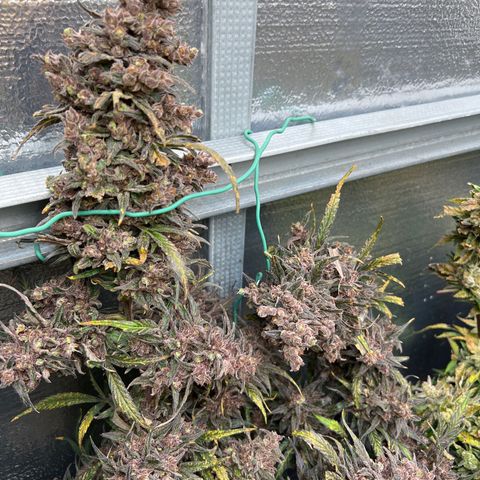 Blueberry Kush Automatic growlog timeline photo