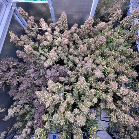 The volunteer (Maui Waui) growlog timeline photo