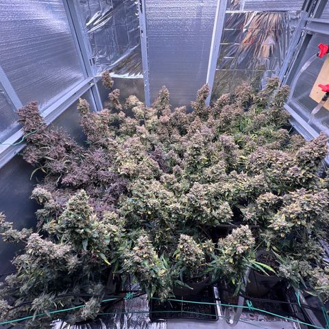 The volunteer (Maui Waui) growlog timeline photo
