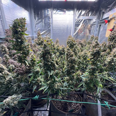 The volunteer (Maui Waui) growlog timeline photo