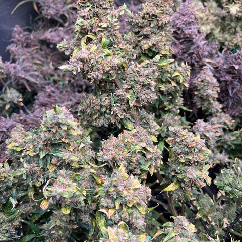 Original Auto Jack Herer growlog timeline photo