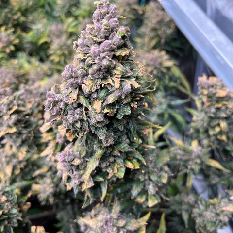 Maui waui 2 growlog timeline photo