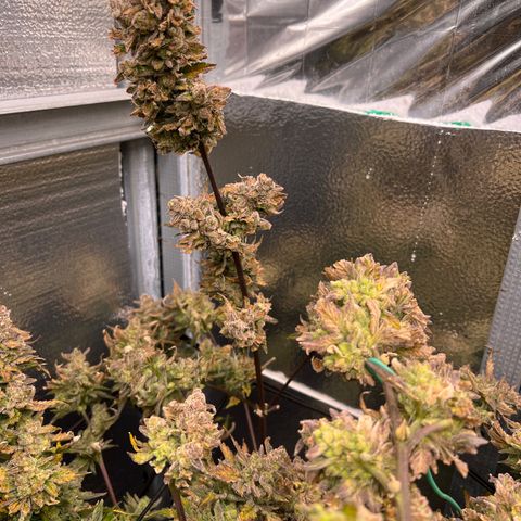 Arctic Sunset growlog timeline photo