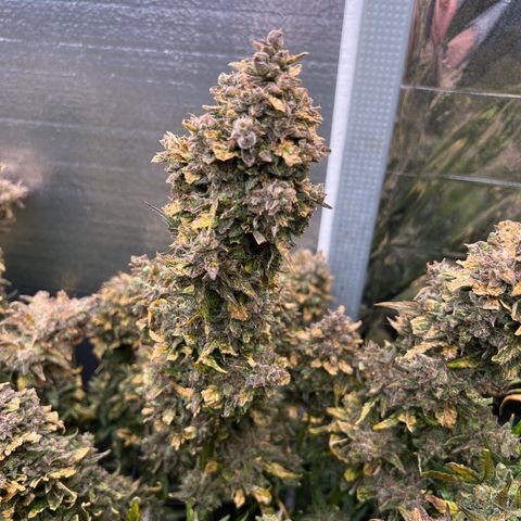 Mimosa Cake Auto growlog timeline photo