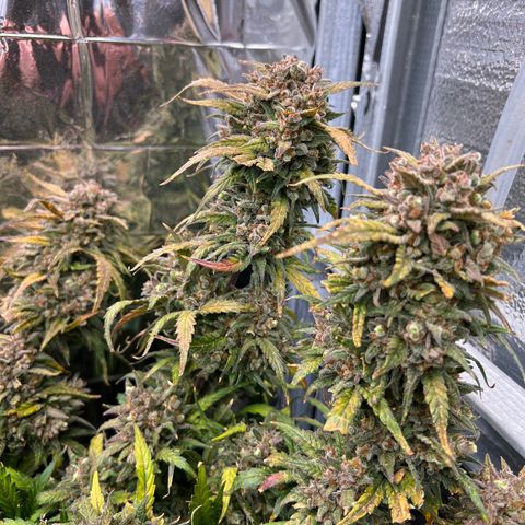 Wedding Glue Auto growlog timeline photo