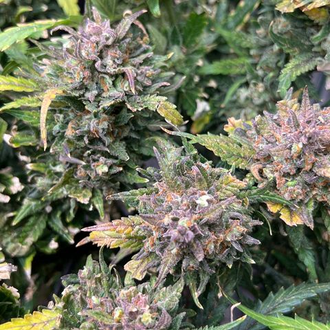 Wedding Glue Auto growlog timeline photo