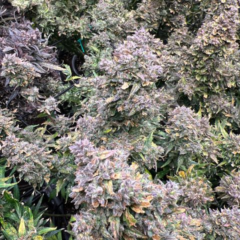 Hawaii Maui Waui Automatic growlog timeline photo