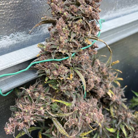 Blueberry Kush Automatic growlog timeline photo