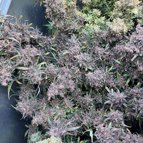 Blueberry Kush Automatic growlog timeline photo