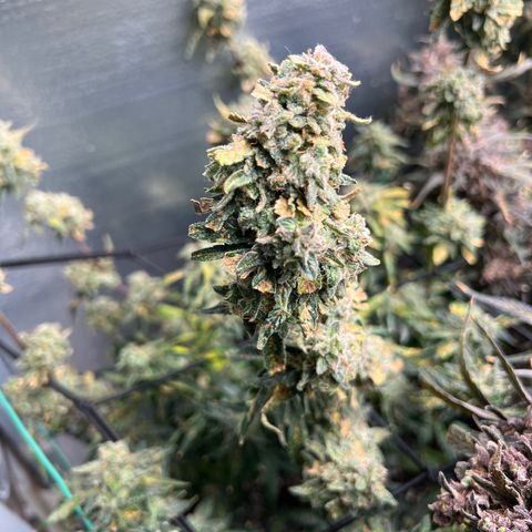 The volunteer (Maui Waui) growlog timeline photo