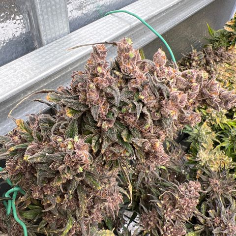 Blueberry Kush Automatic growlog timeline photo