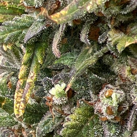 Wedding Glue Auto growlog timeline photo