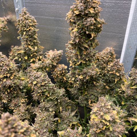Mimosa Cake Auto growlog timeline photo