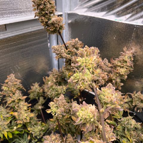 Arctic Sunset growlog timeline photo