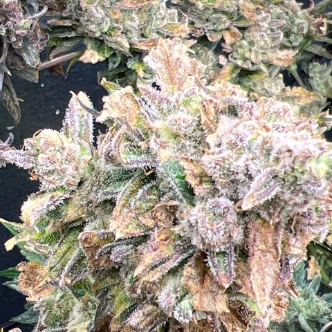 Arctic Sunset growlog timeline photo
