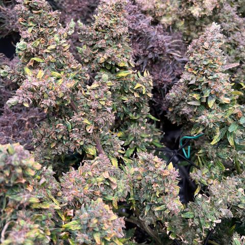 Original Auto Jack Herer growlog timeline photo