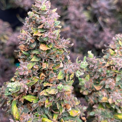 Original Auto Jack Herer growlog timeline photo