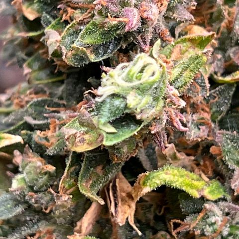 Original Auto Jack Herer growlog timeline photo
