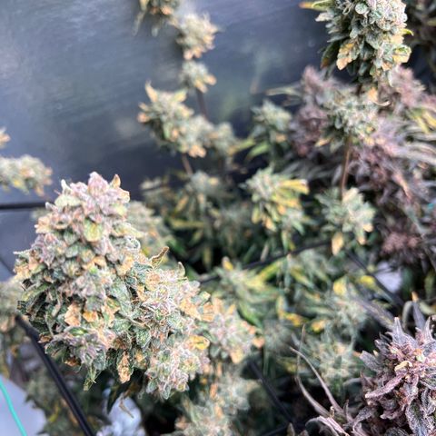 The volunteer (Maui Waui) growlog timeline photo