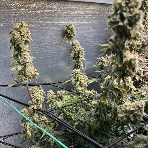 The volunteer (Maui Waui) growlog timeline photo