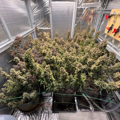 The volunteer (Maui Waui) growlog timeline photo