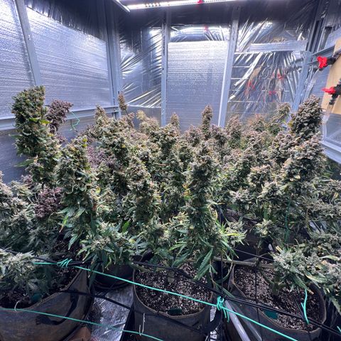 The volunteer (Maui Waui) growlog timeline photo