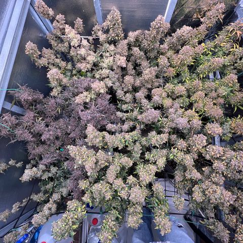 The volunteer (Maui Waui) growlog timeline photo