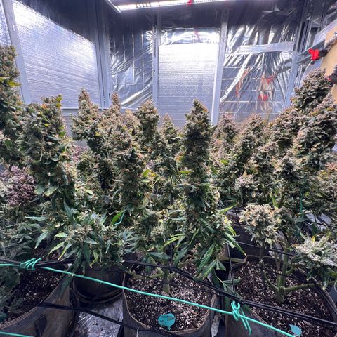 The volunteer (Maui Waui) growlog timeline photo