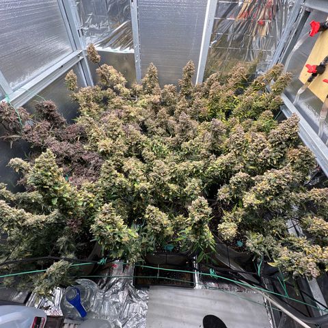 The volunteer (Maui Waui) growlog timeline photo
