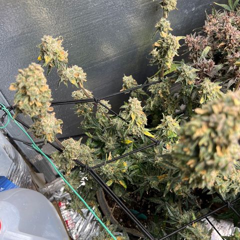 The volunteer (Maui Waui) growlog timeline photo