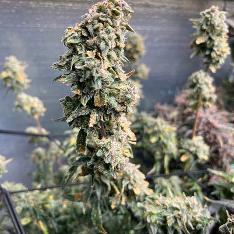 The volunteer (Maui Waui) growlog timeline photo