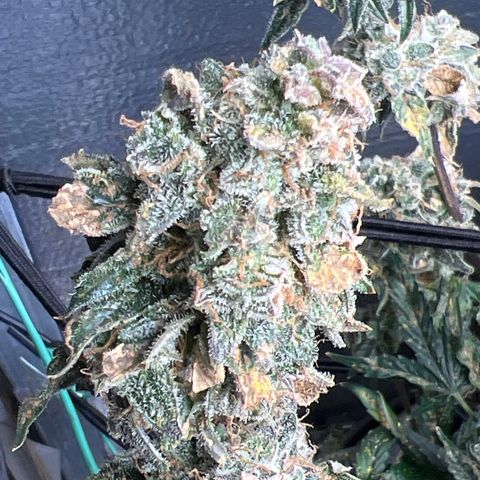 The volunteer (Maui Waui) growlog timeline photo