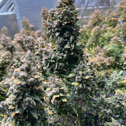 Maui waui 2 growlog timeline photo