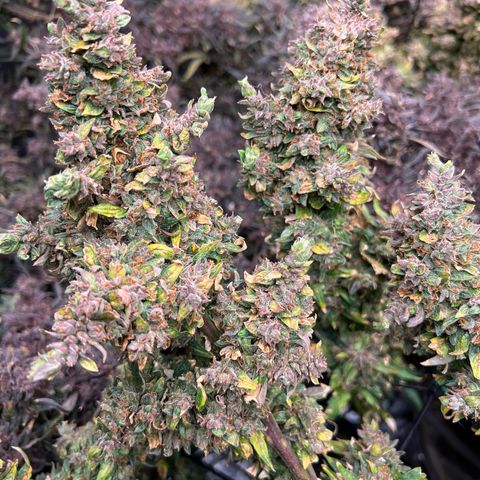 Original Auto Jack Herer growlog timeline photo