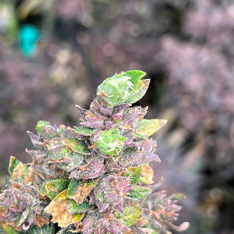 Original Auto Jack Herer growlog timeline photo