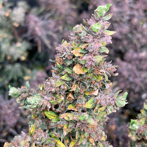 Original Auto Jack Herer growlog timeline photo