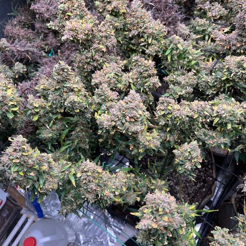 Original Auto Jack Herer growlog timeline photo