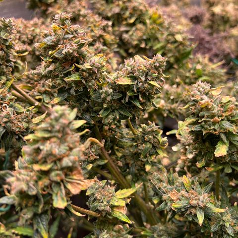 Original Auto Jack Herer growlog timeline photo