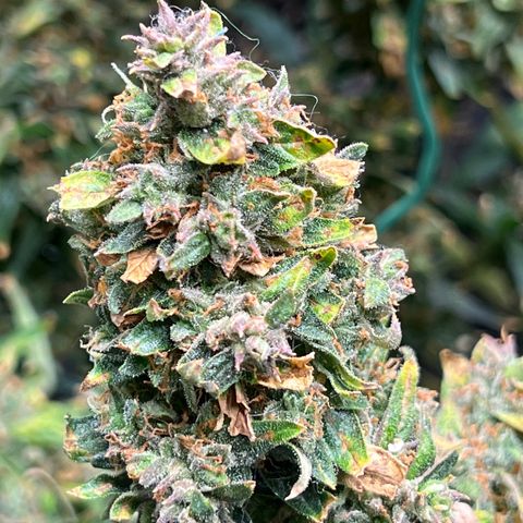 Original Auto Jack Herer growlog timeline photo