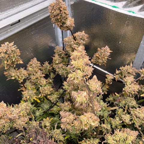 Arctic Sunset growlog timeline photo