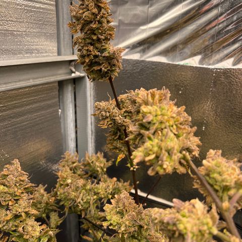 Arctic Sunset growlog timeline photo