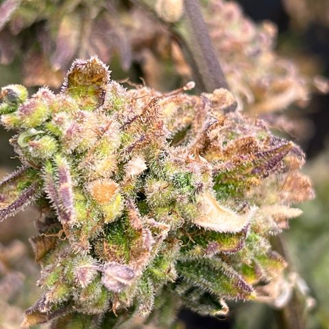 Arctic Sunset growlog timeline photo