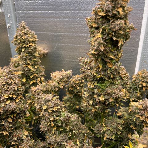 Mimosa Cake Auto growlog timeline photo